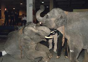 (1)Pair of Thai elephants donated as gift to Princess Aiko